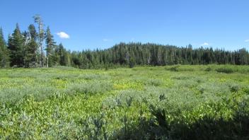 Transect 1, right to left