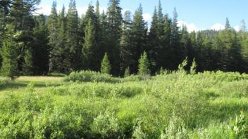 Transect 2 (left to right)