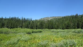 Transect 2 (left to right)
