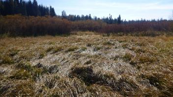 Transect 2 Channel (downstream)