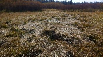 Transect 2 Channel (downstream)