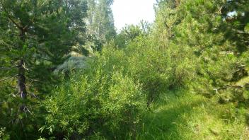 Transect 2 Channel (left to right upstream)