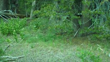 Transect 2 Stream 1 Channel (left)