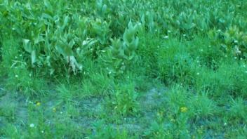 Transect 2 Stream 2 Channel (right)