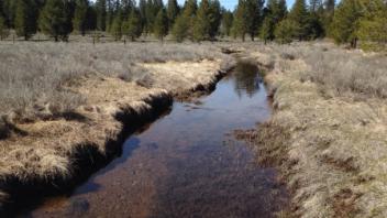 Transect 2 Stream Crossing 1 (upstream)