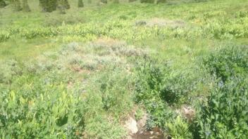 Transect 2, Channel 2 left to right