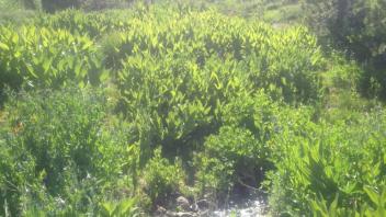 Transect 2, channel 2 right to left