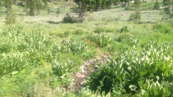 Transect 2, channel 2 upstream