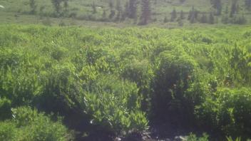 Transect 2, channel 3 right to left