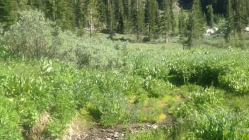 Transect 2, channel 3 upstream