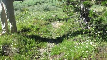 Transect 2, dry secondary channel