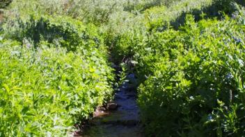 Transect 2, main channel upstream