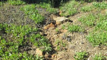Transect 2, secondary channel at margin of meadow