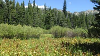 Transect 2.5 (left to right)