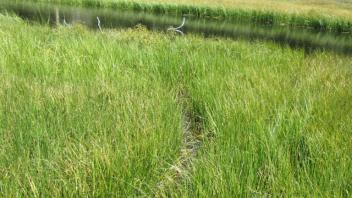 Transect 3 Beaver Run