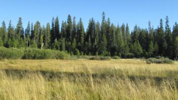 Transect 3 Stream