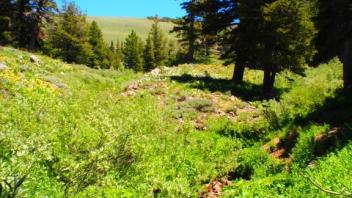 Transect 3, channel upstream