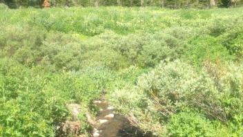 Transect 3, downstream