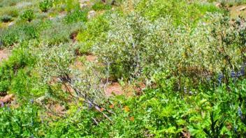 Transect 3, left to right and channel left to right