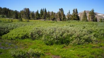 Transect 3, stream channel right