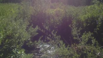 Transect 3, upstream