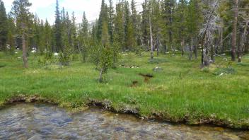 Transect 4 Channel (left to right)