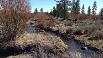 Transect One Pine Creek (downstream)
