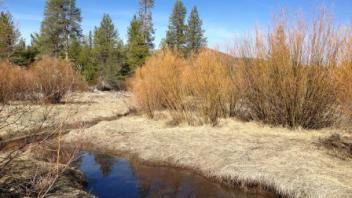 Transect One Side Channel (upstream)
