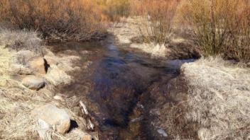 Transect One of Pine Creek (upstream)