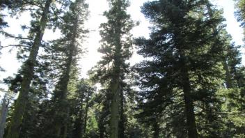 Trees Above Meadow