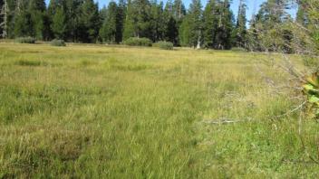 Typical Low Gradient Abundant Channel Network Near Transect 2