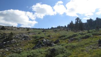 Up Meadow