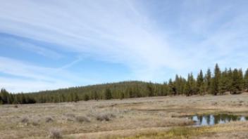 Upper Transect (downstream)