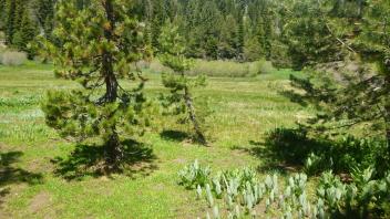 Upper Transect (left to right)