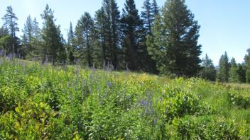 Upper Transect (right to left)