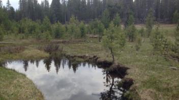 Upper Transect (upstream)