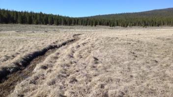 Upper Transect (upstream)