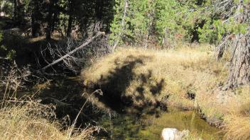 Upper Transect Channel (downstream)