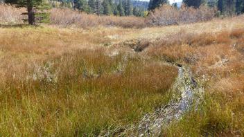 Upper Transect Channel (downstream)