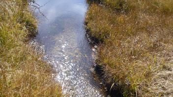 Upper Transect Channel (downstream)