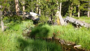 Upper Transect Channel (downstream)