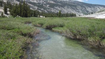 Upper Transect Channel (downstream)