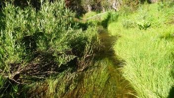 Upper Transect Channel (downstream)