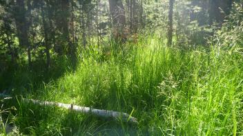 Upper Transect Channel (downstream)