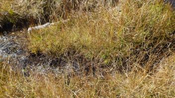 Upper Transect Channel (left to right)