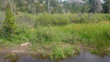Upper Transect Channel (left to right)