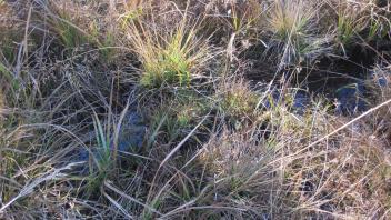 Upper Transect Channel (right to left)