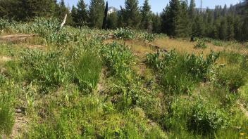 Upper Transect Channel (right to left)