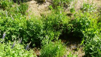 Upper Transect Channel (right to left)