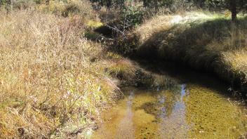 Upper Transect Channel (upstream)